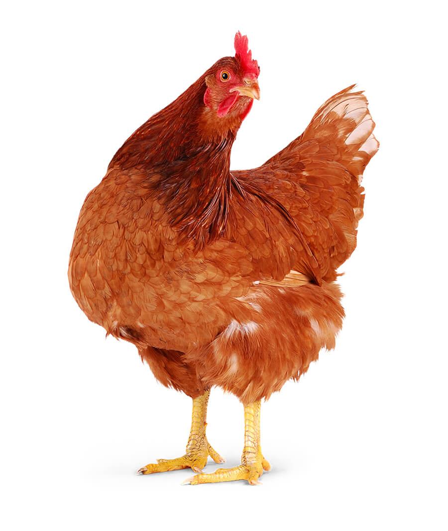 Pran Dhaka Cheese 100gm Dashi Freash